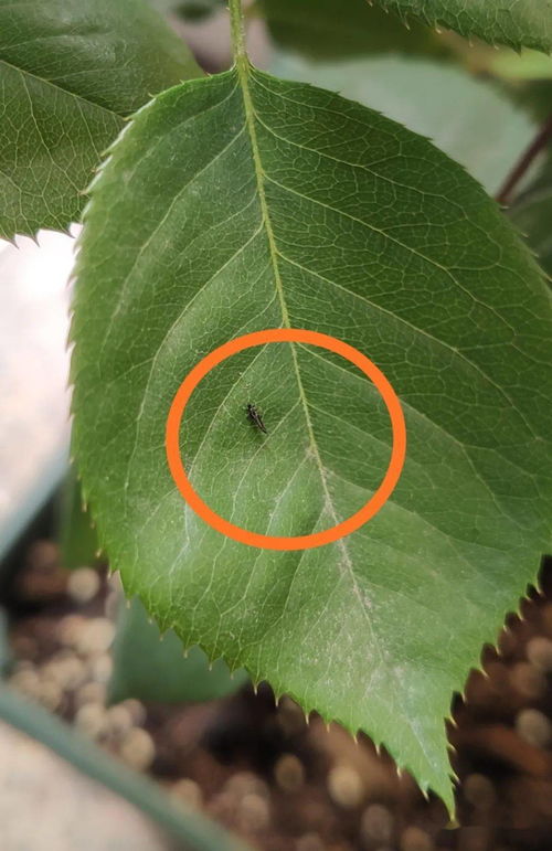 用土方法消灭蓟马 蓟马不用药怎样消灭