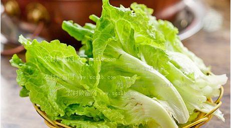 生菜的营养价值及功效禁忌 吃生菜十大禁忌