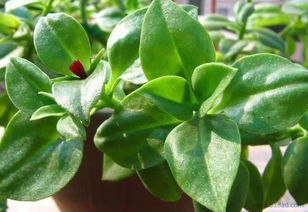 田七和三七的区别 田七和三七的图片