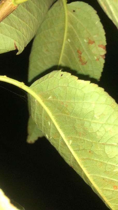 甲维盐防治哪些害虫 甲维盐加高效氯氰菊酯能治什么虫