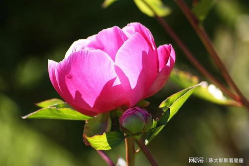 用四个字形容花朵 形容花的词语4字全部