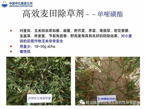 甲嘧磺隆用后多久能种 打了甲嘧磺隆有解药吗