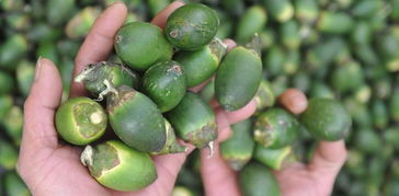 男朋友说我的槟榔太黑了 女生奖励自己的槟榔