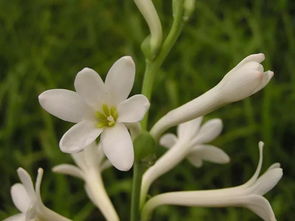 男生说夜来香是什么意思 夜来香的梗
