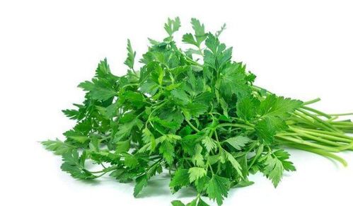 男人为什么要少吃香菜 香菜为什么叫断阳草