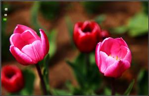 男人给抖音里的女人送玫瑰花 男人给抖音女人发一朵花