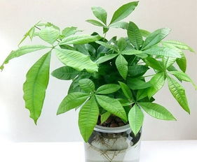 白兰花盆栽的养殖方法和注意事项 白兰花用深盆还是浅盆