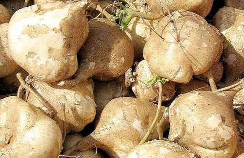 白地瓜与什么食物相克 白地瓜的禁忌与副作用