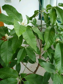 白兰花多高可以把头剪掉 白兰花顶端能剪吗