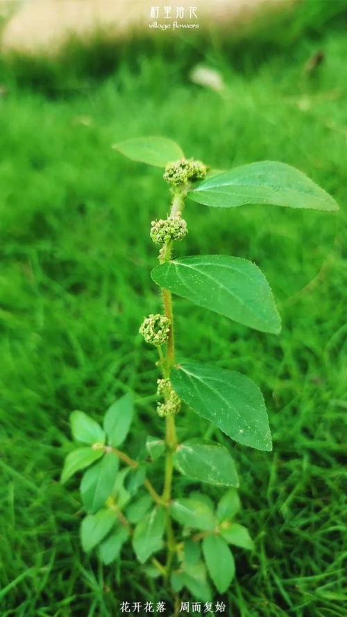 白屈菜治什么病最好 白屈菜治各种癌症吗