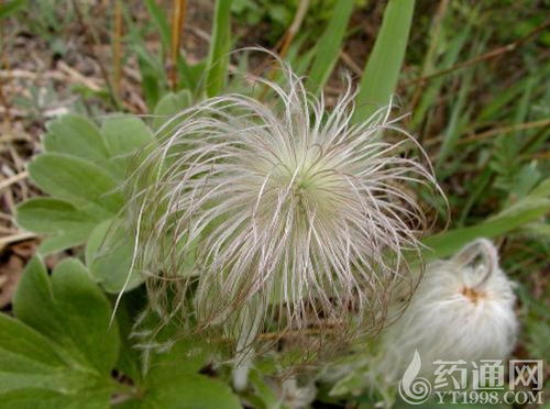 白头翁的作用和功效 白头翁治疗什么病最有效