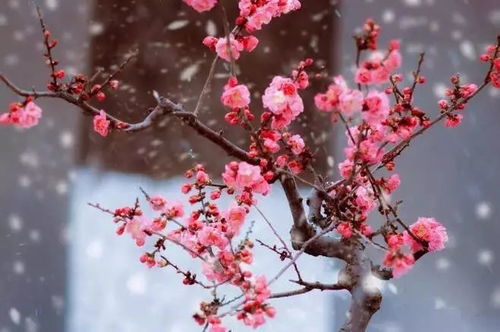 疏影是指梅花吗 梅花的高级叫法