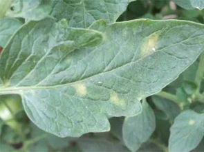 番茄叶和西红柿叶一样吗 番茄叶是什么植物的叶子