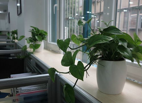 男领导办公桌盆栽植物 办公室忌讳放什么植物