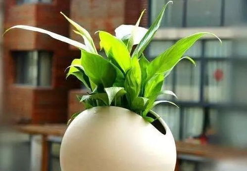 白掌的十大忌讳 白掌摆放禁忌放在客厅