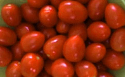 番茄生长观察日记14天 小番茄生长四个阶段过程