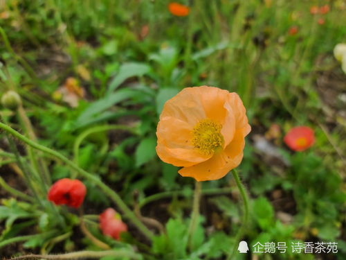 白色虞美人花语 虞美人象征着什么