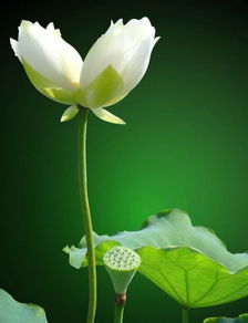白色花的寓意和象征意义 白色花送人什么含义