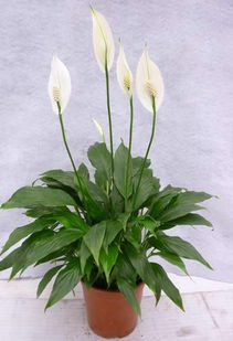 白掌花变绿了要剪掉吗 白掌开完花后怎样剪掉