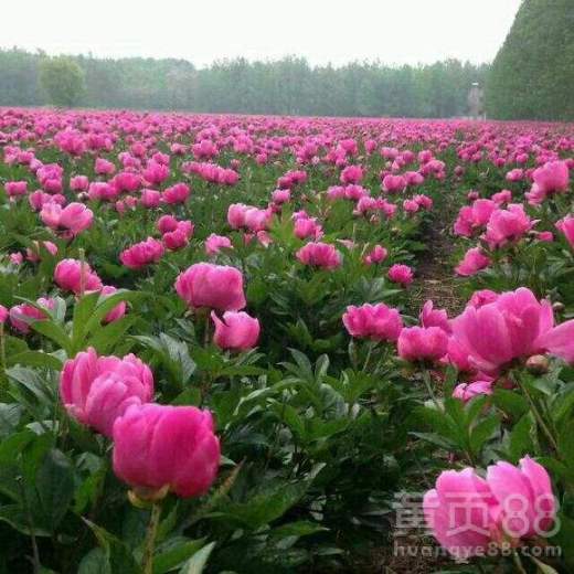 白芍活血化瘀有多强 芍药的功效是什么