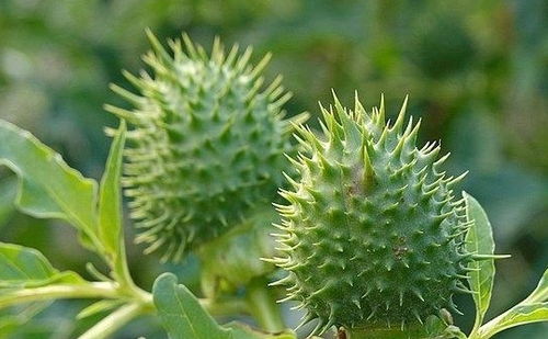 白花曼陀罗的功效与作用 曼陀罗花壮阳