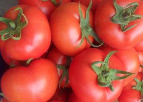 番茄是寒性还是热性 西红柿煮熟后是寒性吗