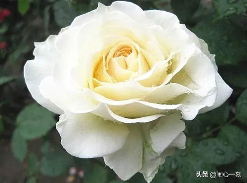 白色月季花语是什么 月季花为啥不吉利