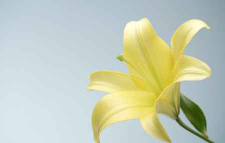 百合的八种绝配 百合忌讳和什么搭配