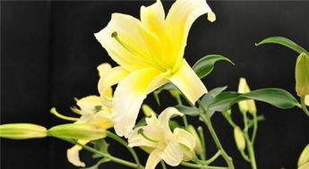 百合的特殊含义 百合比喻什么样的女人