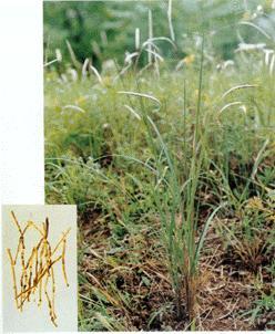 白茅根配什么不伤脾胃 白茅根并不是寒性的