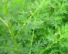 白蒿的功能和主治 白蒿能治肝病吗