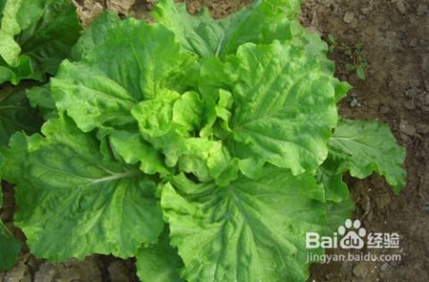 白菜种子撒上后要浇水吗 大白菜刚种下能浇水吗