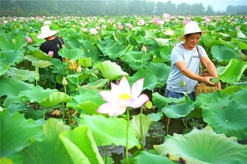 白莲是什么意思形容人 白莲花是夸人还是骂人