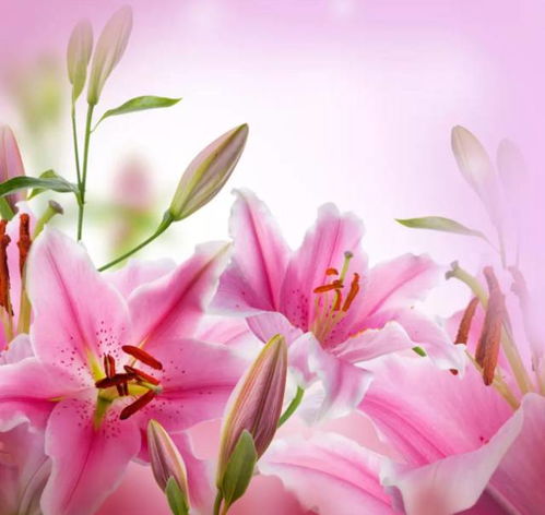 百合是怎么做的爱的呢 百合怎么做