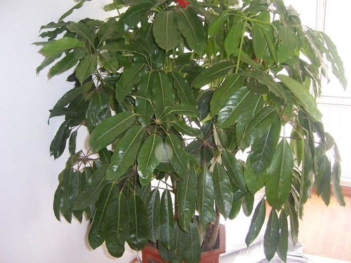 白蜡树有何风水作用 白蜡木风水上有啥讲究