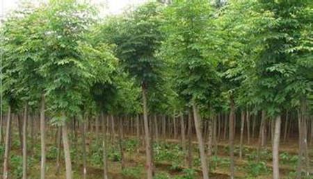 白蜡树功能与主治 白蜡能治什么病