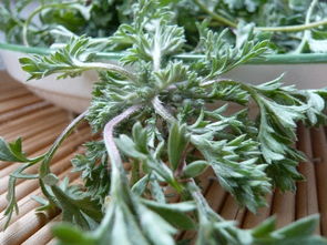 白蒿的功效与作用 白蒿泡水喝的正确方法