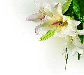 百合花对睡眠有没有影响 百合花为什么是死人花