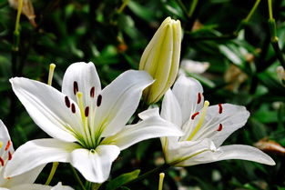 百合花对人体有什么好处和坏处 百合花香气在室内有毒