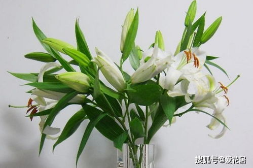 百合花的功效与作用 室内放百合花的好处