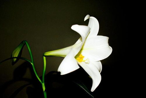 百合花最美六字诗 百合花诗十首