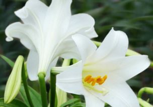 百合花一般买几只 百合花要插几支才吉利