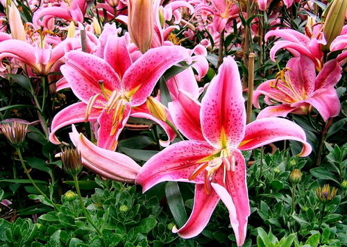 百合花喜阴还是喜阳光 百合花为什么是死人花