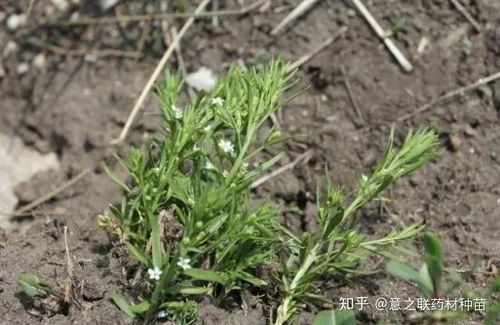 百蕊草为何无法种植 百蕊草一年能收几回