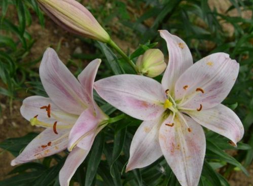 百合花黑色种子怎么种植 百合上结的籽能种吗