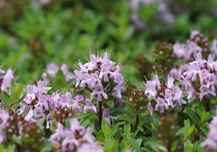 百里香有毒为什么还养 百里香对女生的危害