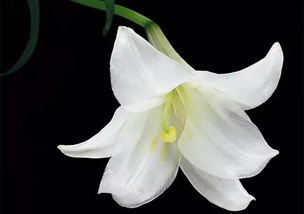 百合花有几种颜色 百合花哪个颜色比较贵