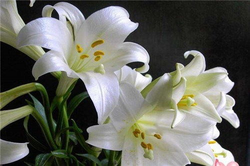百合花最美七字诗 百合花诗十首