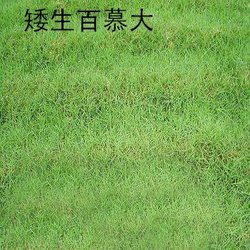 百慕大草坪优缺点 百慕大草坪冬天常绿吗