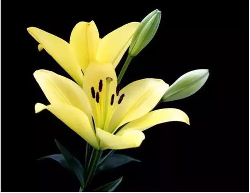 百合花放在哪里能旺财 一般家里放几支百合招财